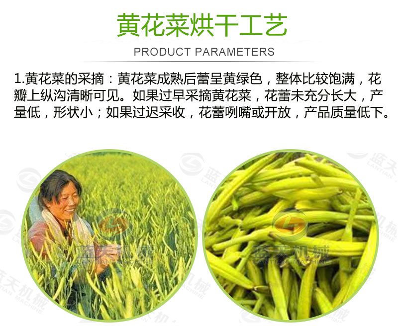 黄花菜网带烘干机烘干工艺