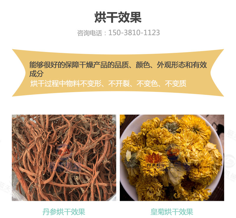 丹参网带式烘干机烘干效果