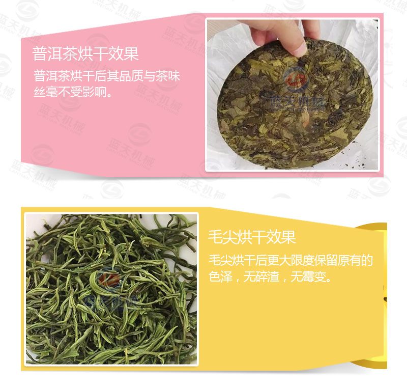 茶叶网带式烘干机烘干效果